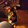 dog, indoor, person, couch, floor, wood_floor, furniture, curtains, cabinet, playing_game, happy, pet, tongue_out, brown_black_dog, sitting, living_room, human, relaxed, technology, game_controller
