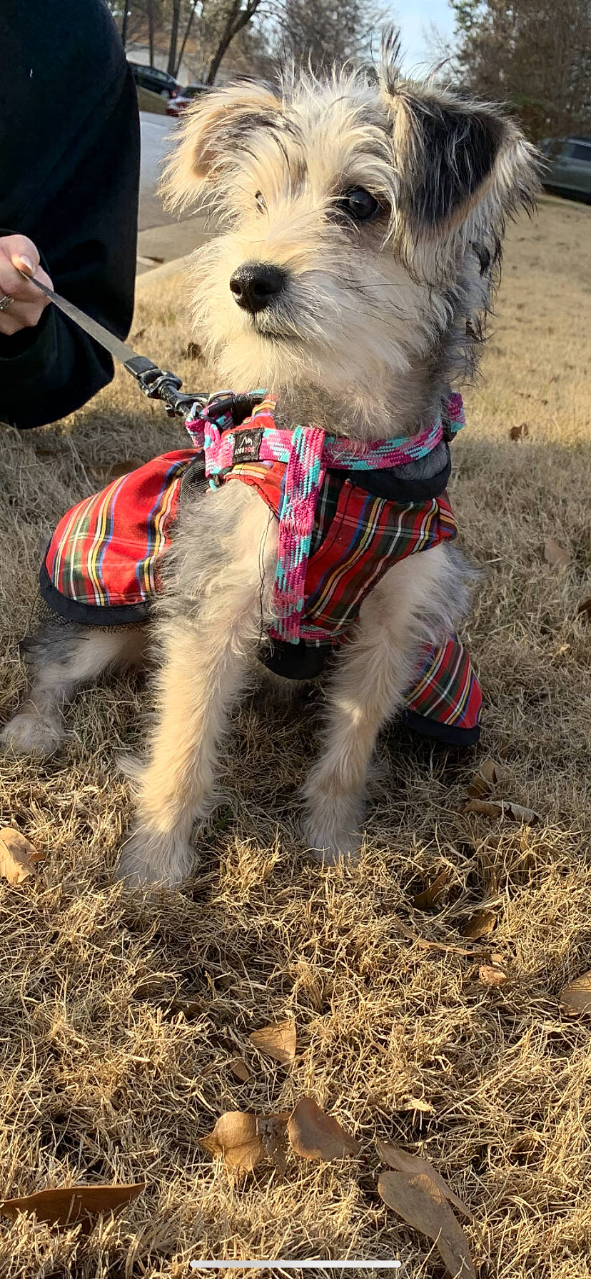 Rosie joined the competition — help win amazing prizes! canidae, carnivore, collar, companion_dog, dog, dog_breed, dog_clothes, dog_collar, dog_supply, fur, hay, leash, pet_supply, small_terrier, snout, sporting_group, straw, terrier, vertebrate, working_animal