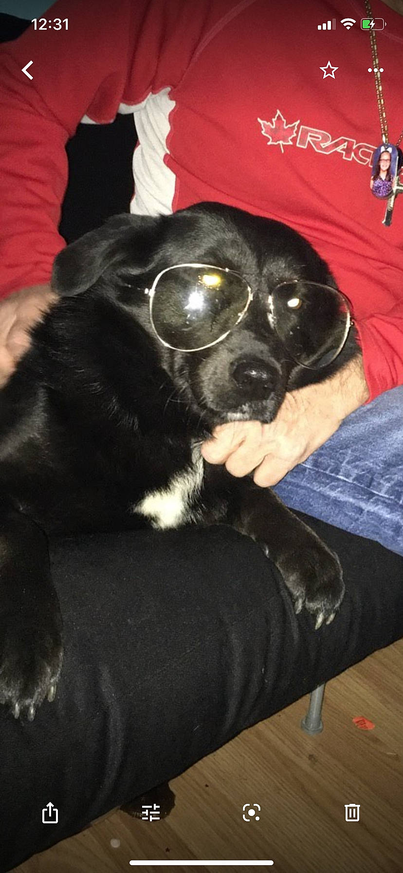 Shadow joined the competition — help win amazing prizes! black, black_hair, borador, canidae, carnivore, comfort, companion_dog, couch, dog, dog_breed, fur, human, linens, living_room, snout, sporting_group, working_animal, working_dog