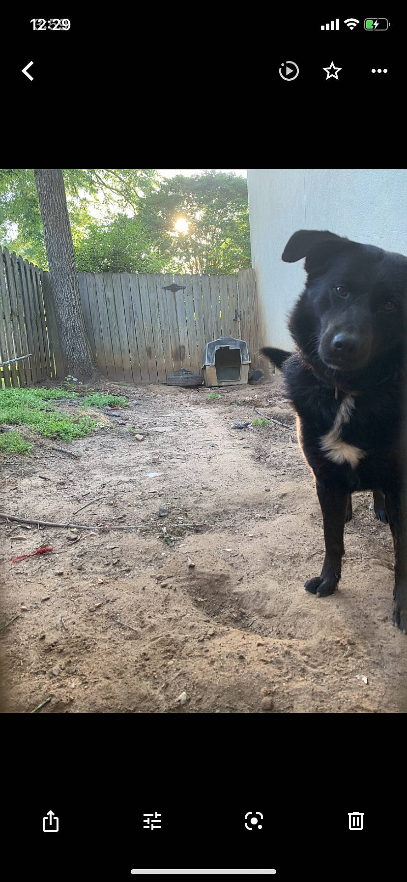 Shadow joined the competition — help win amazing prizes! backyard, borador, canidae, carnivore, companion_dog, dog, dog_breed, fence, fur, home_fencing, labrador_retriever, picket_fence, retriever, snout, soil, sporting_group, tail, terrestrial_animal, working_animal, yard