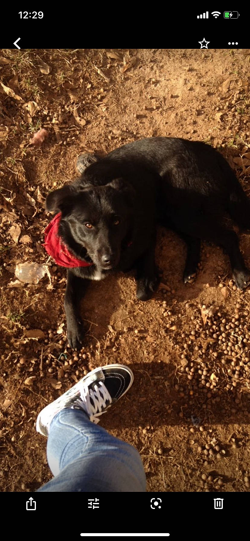 Shadow joined the competition — help win amazing prizes! athletic_shoe, canidae, carnivore, dog, dog_breed, footwear, fur, gun_dog, retriever, running_shoe, shadow, shoe, sneakers, soil, sporting_group, tail, terrestrial_animal, trousers, walking_shoe, working_animal