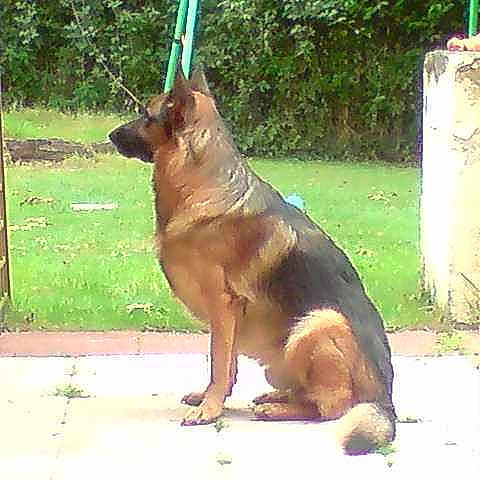 Balko