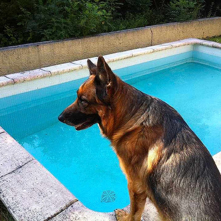 Balko