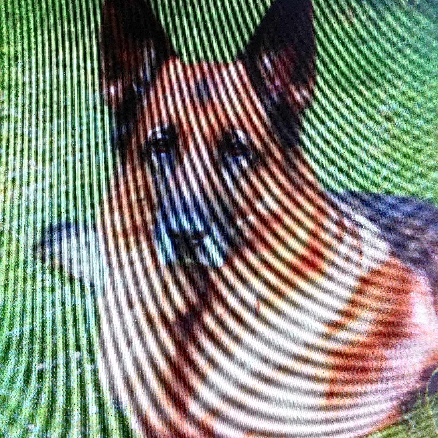 Balko