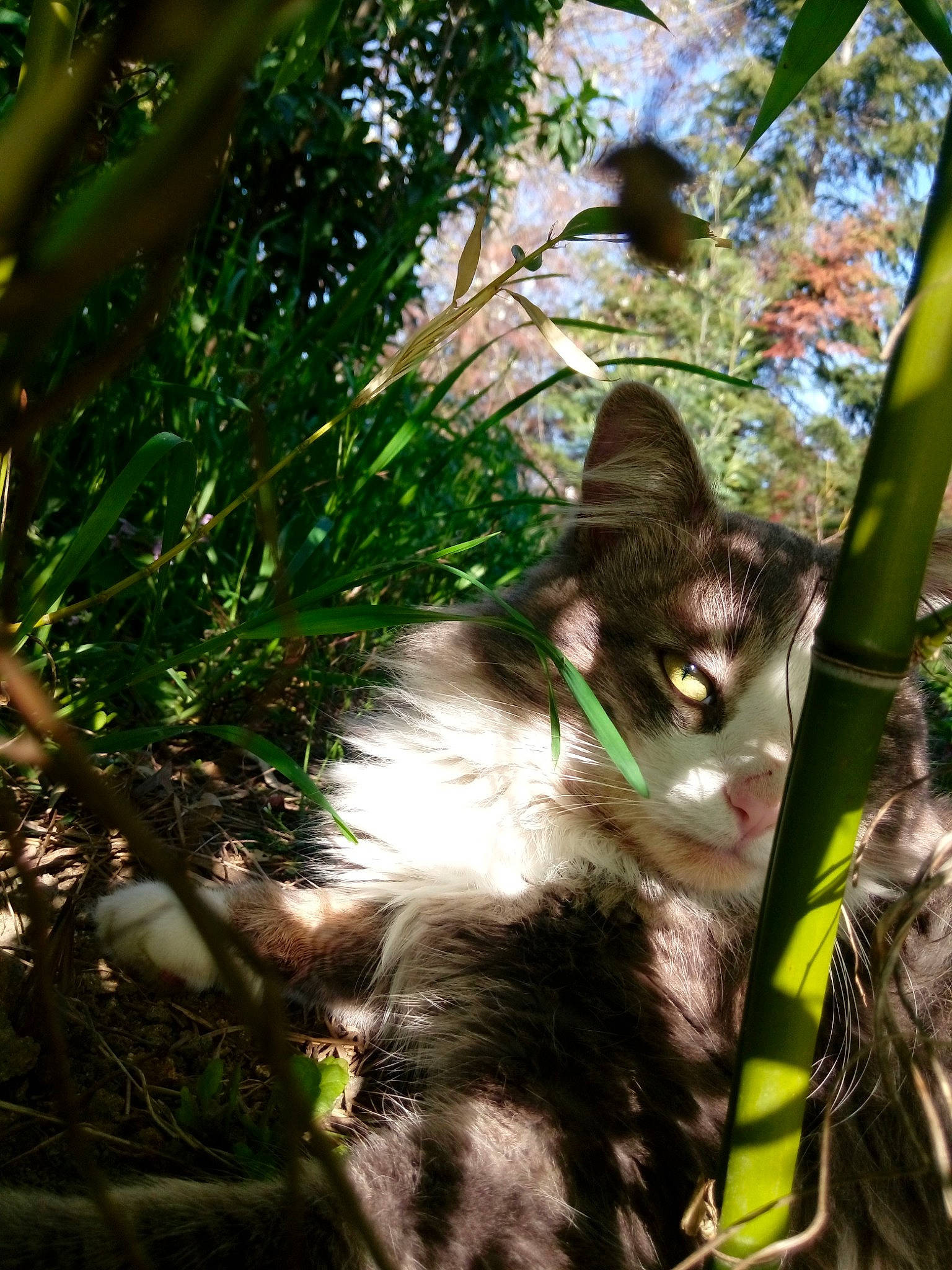 Dooby participe au concours pour gagner de l'argent avec cette photo : botany, carnivore, cat, felidae, grass, jungle, kitten, maine_coon, norwegian_forest_cat, organism, plant, small_to_medium_sized_cats, tree, whiskers, wildlife