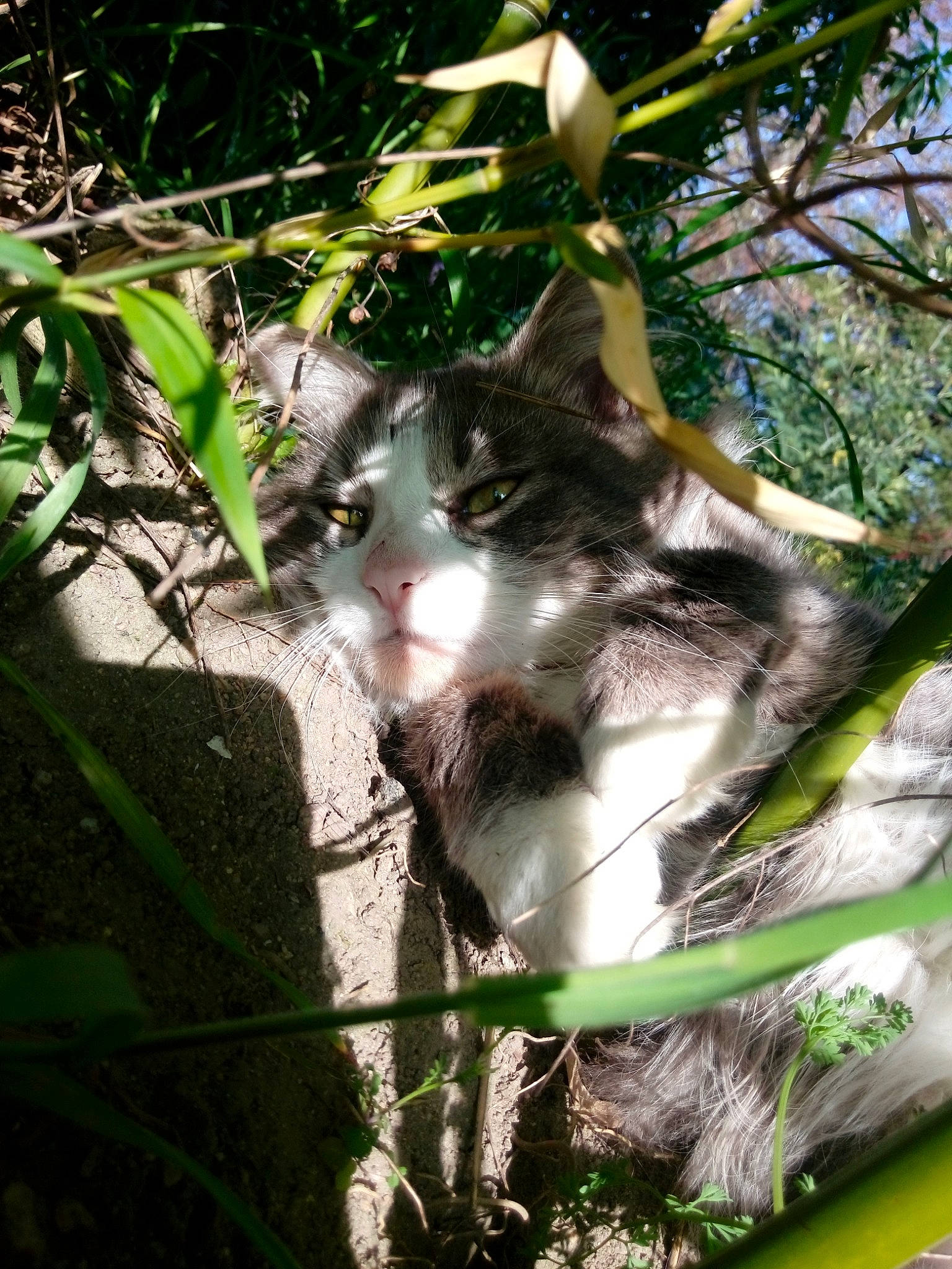 Dooby participe au concours pour gagner de l'argent avec cette photo : branch, carnivore, cat, domestic_short_haired_cat, european_shorthair, felidae, grass, jungle, leaf, organism, plant, small_to_medium_sized_cats, sunlight, tree, trunk, whiskers, wild_cat, wildlife