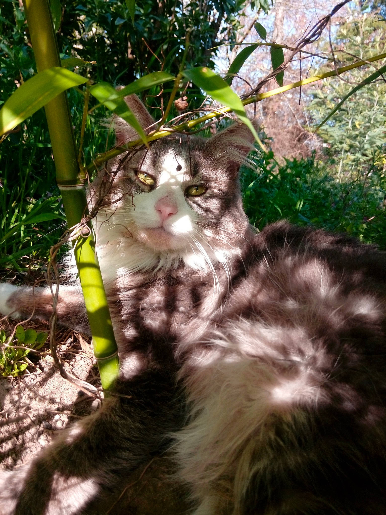 Dooby a rejoint le concours — aidez-le/la à gagner de superbes lots ! american_curl, carnivore, cat, domestic_long_haired_cat, eye, felidae, fur, grass, mammal, norwegian_forest_cat, plant, siberian, small_to_medium_sized_cats, sunlight, tree, whiskers, wildlife