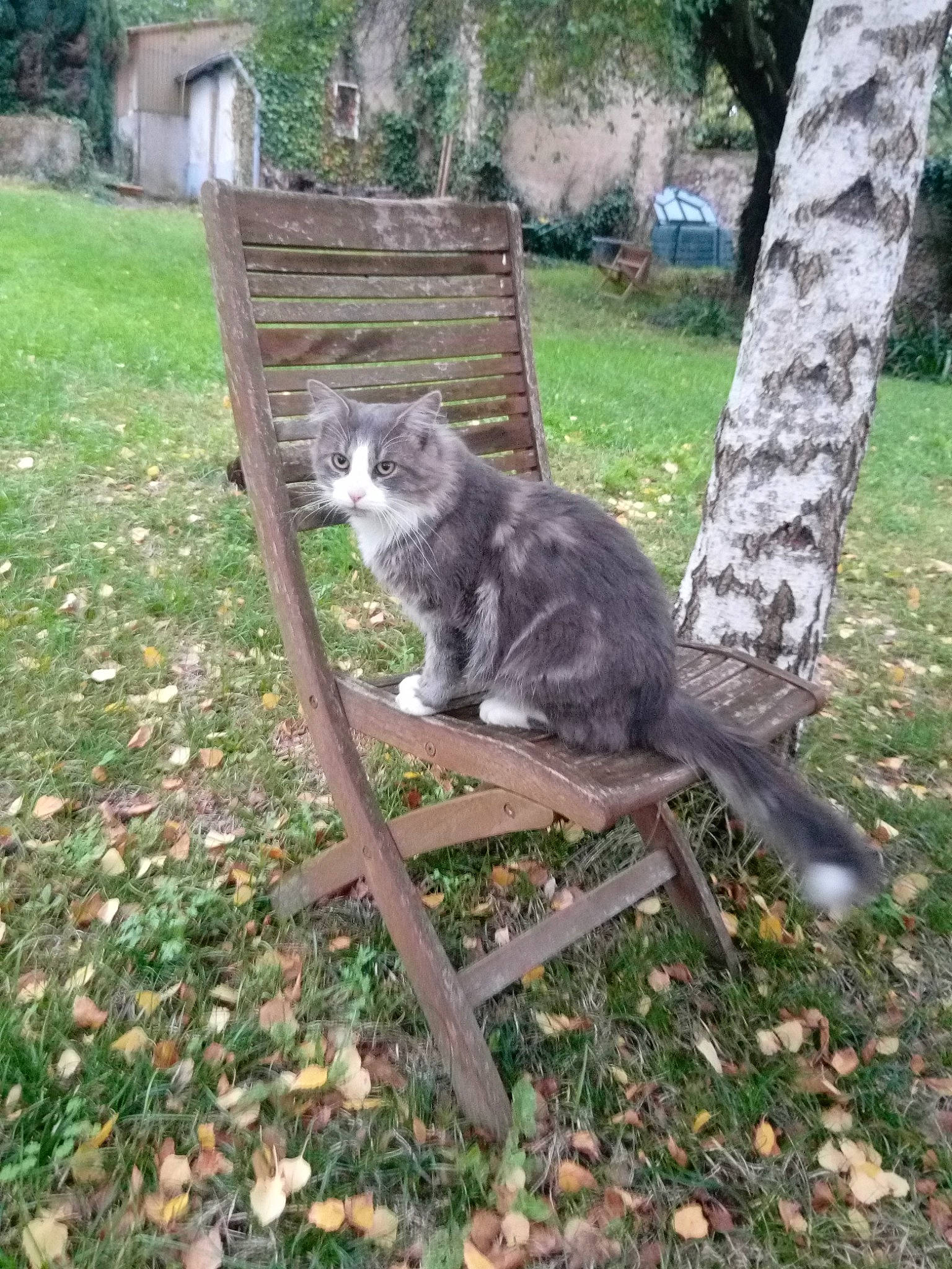 Dooby participe au concours pour gagner de l'argent avec cette photo : british_shorthair, carnivore, cat, chartreux, domestic_short_haired_cat, european_shorthair, felidae, grass, kitten, maine_coon, mammal, nebelung, russian_blue, small_to_medium_sized_cats, tail, whiskers