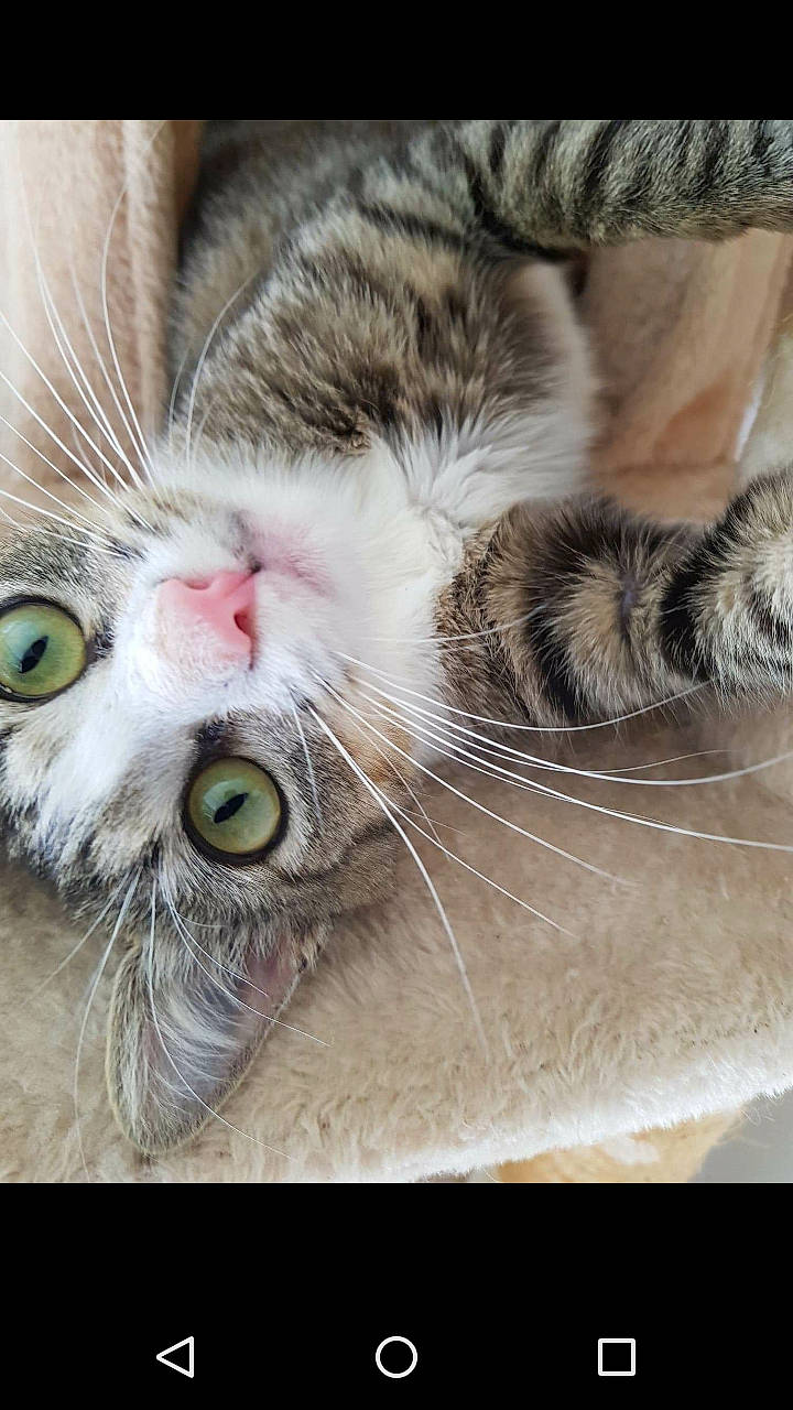 Vénus participe au concours pour gagner de l'argent avec cette photo : american_shorthair, asian, carnivore, cat, close_up, domestic_short_haired_cat, ear, european_shorthair, eye, felidae, fur, kitten, nose, paw, photo_caption, polydactyl_cat, small_to_medium_sized_cats, snout, tabby_cat, whiskers