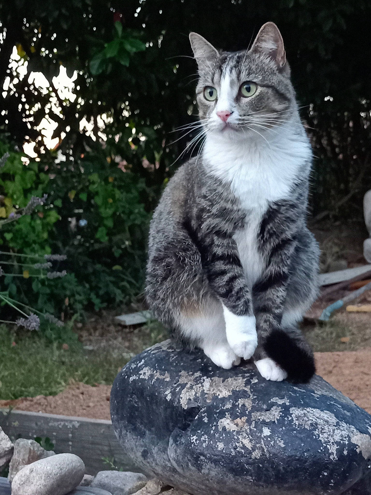 Vénus a rejoint le concours — aidez-le/la à gagner de superbes lots ! bedrock, carnivore, cat, domestic_short_haired_cat, eye, felidae, fur, grass, paw, plant, rock, sitting, small_to_medium_sized_cats, snout, tail, terrestrial_animal, tree, trunk, whiskers, wildlife