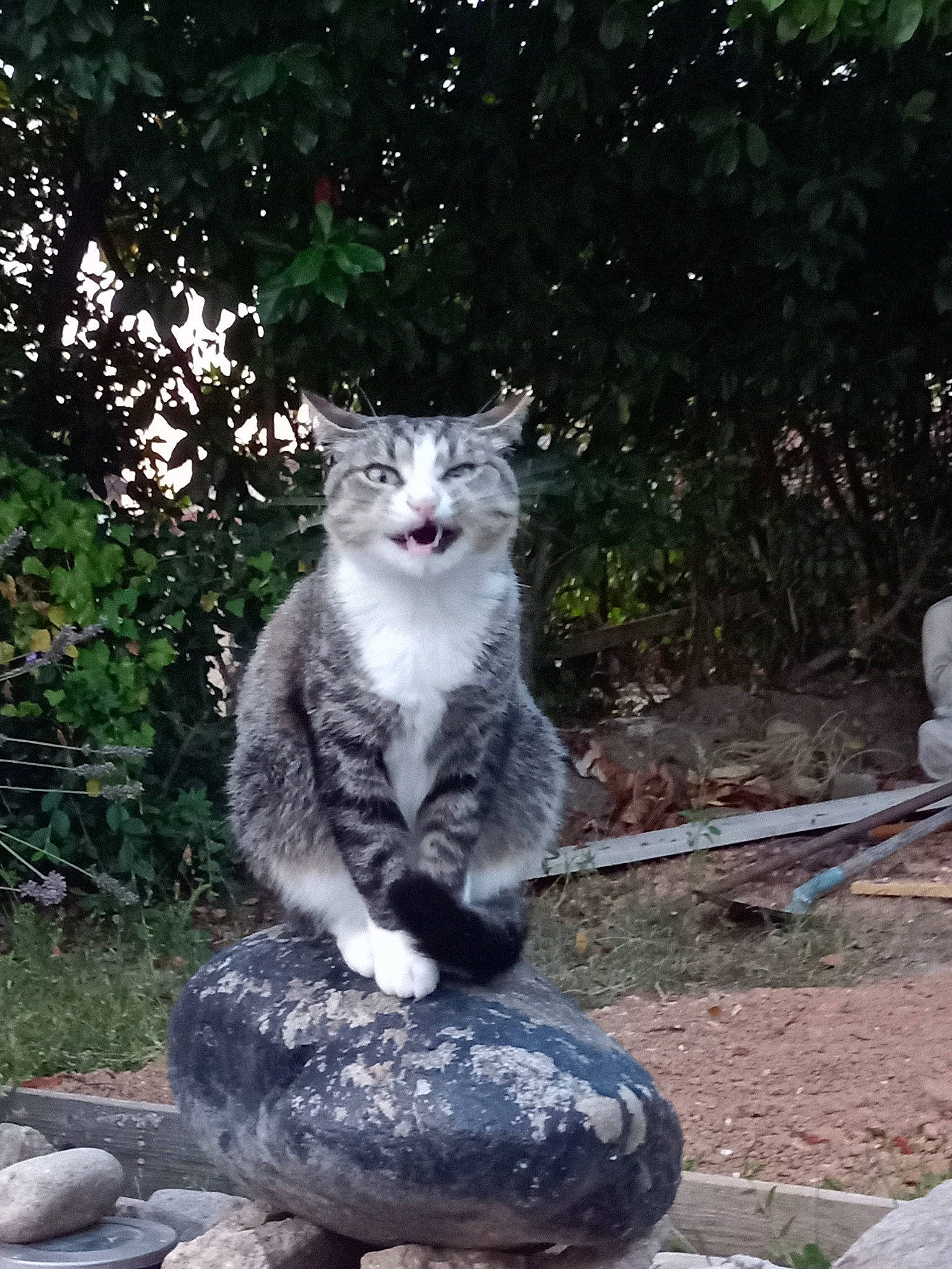 Vénus participe au concours pour gagner de l'argent avec cette photo : automotive_tire, carnivore, cat, domestic_short_haired_cat, eye, felidae, fur, garden, grass, plant, rock, sitting, small_to_medium_sized_cats, snout, soil, tail, terrestrial_animal, tree, whiskers, wildlife