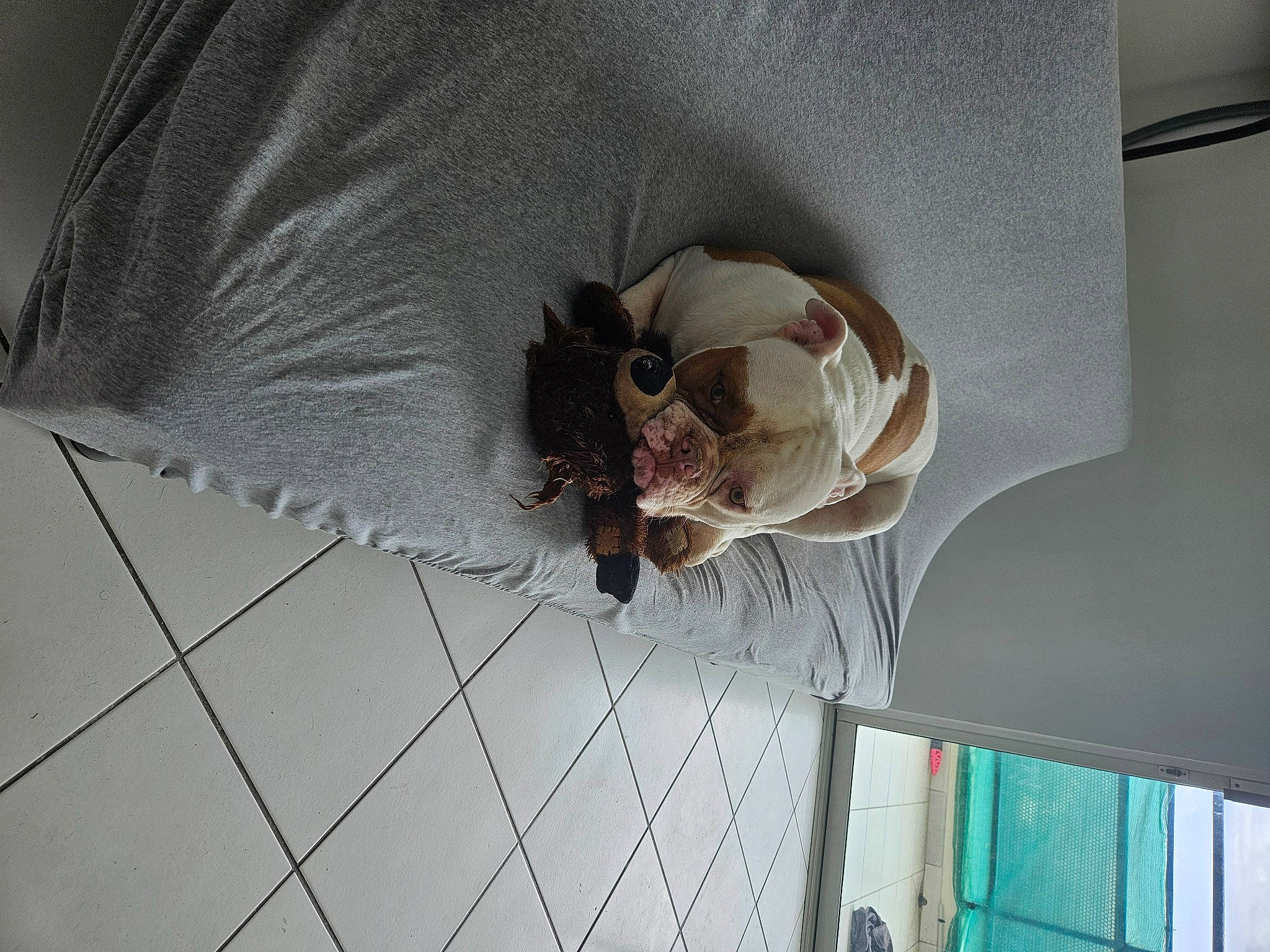 Spike a rejoint le concours — aidez-le/la à gagner de superbes lots ! ceiling, circle, comfort, door, fashion_accessory, feather, felidae, flooring, linens, mesh, paper, pattern, petal, room, sleeve, tail, umbrella, window, wing, wood