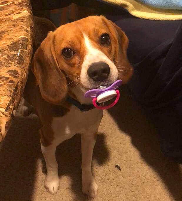 Gracie is registered to the contest to win money with this photo: carnivore, collar, companion_dog, dog, dog_breed, dog_collar, dog_supply, fawn, hound, hunting_dog, liver, pet_supply, sporting_group, tail, toy, whiskers, wood, working_animal