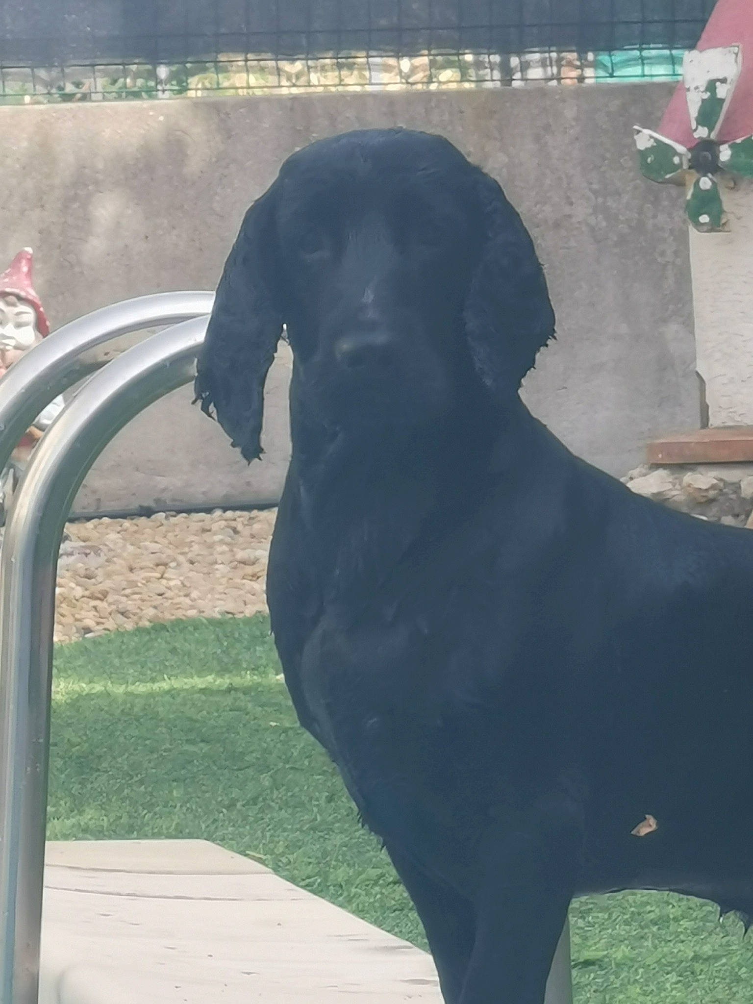 Looping participe au concours pour gagner de l'argent avec cette photo : art, borador, canidae, carnivore, companion_dog, dog, dog_breed, dog_collar, fender, gun_dog, liver, metal, plant, sculpture, snout, sporting_group, tail, terrestrial_animal, tints_and_shades, working_animal