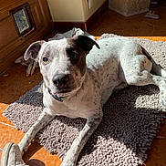 Eden participe au concours pour gagner de l'argent avec cette photo : dog, pet, indoor, sunlight, rug, floor, tile, white, brown, speckled, collar, shoe, casual, resting, curious, animal, companion, home, cozy, looking