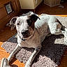 dog, pet, indoor, sunlight, rug, floor, tile, white, brown, speckled, collar, shoe, casual, resting, curious, animal, companion, home, cozy, looking