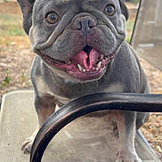 Bebe is registered to the contest to win money with this photo: dog, french_bulldog, pet, smiling, tongue_out, outdoor, chair, metal, mesh, animal, happy, closeup, canine, nature, brown_eyes, fur, paw, daylight, expression, background