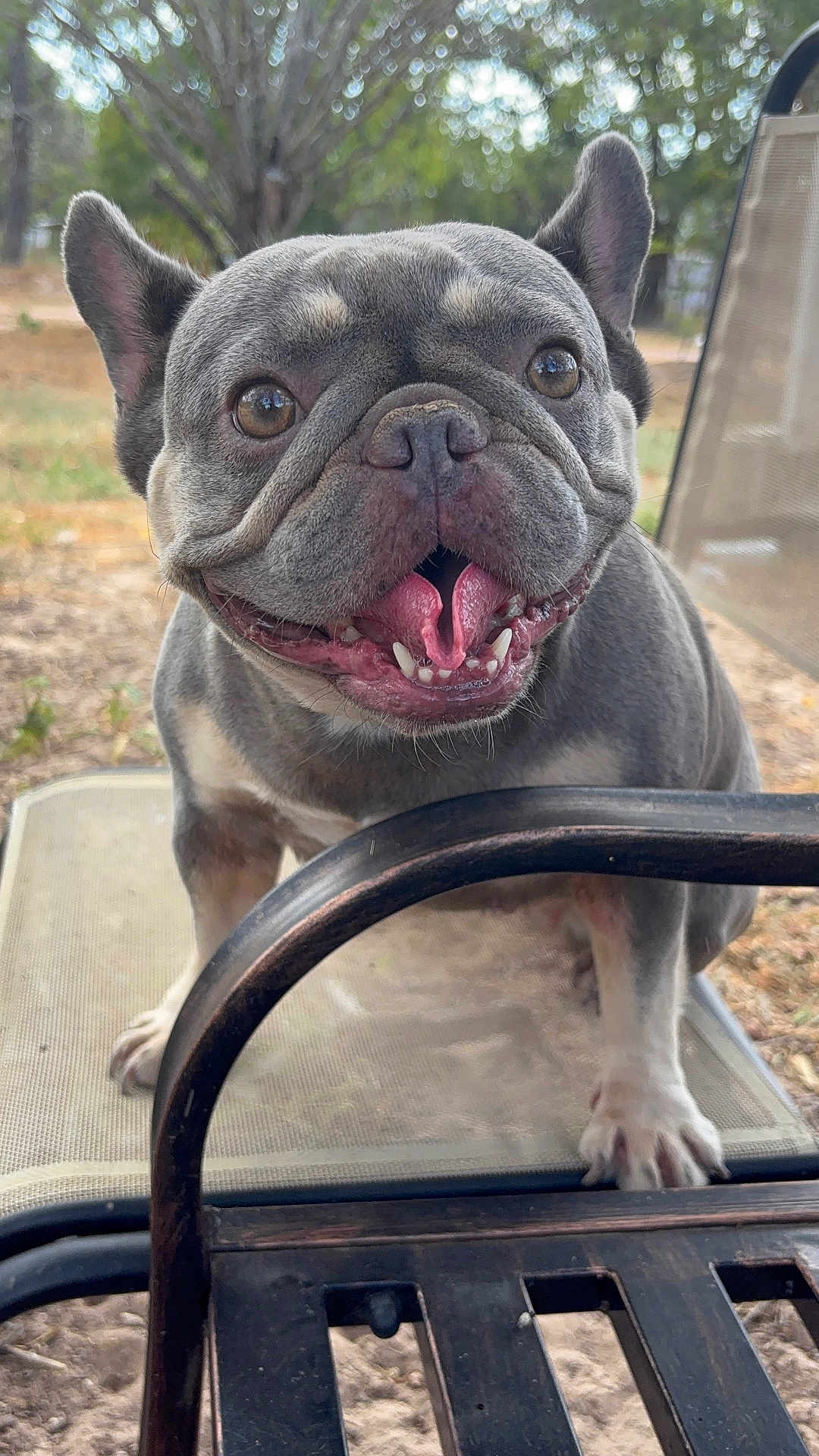 Bebe