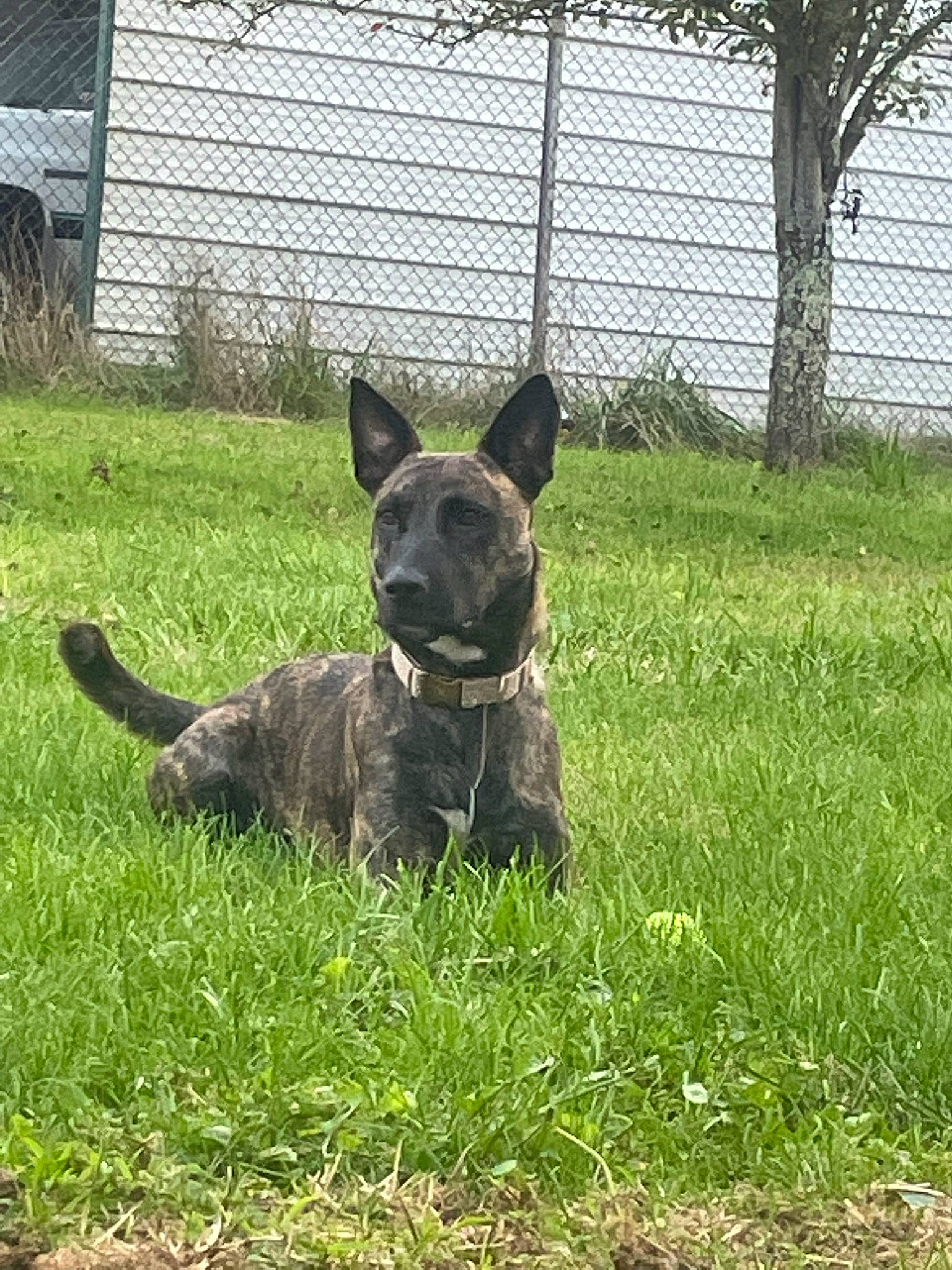 Rajah joined the competition — help win amazing prizes! canidae, carnivore, collar, companion_dog, dog, dog_breed, dog_collar, dog_supply, fawn, fence, grass, mesh, plant, snout, sporting_group, tail, terrestrial_animal, whiskers, wire_fencing, working_animal