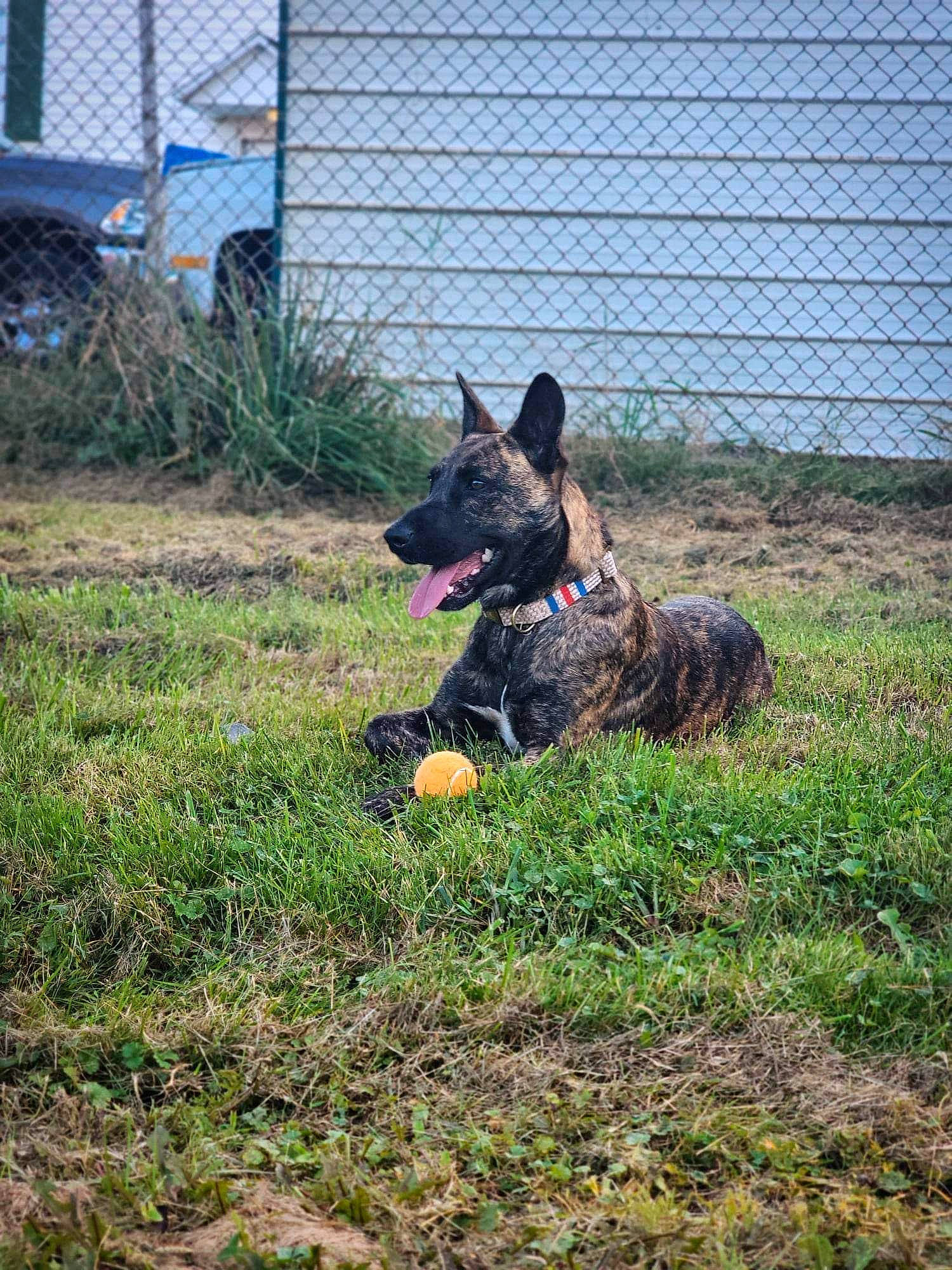 Rajah is registered to the contest to win money with this photo: canidae, carnivore, collar, dog, dog_breed, dog_supply, east_european_shepherd, fence, grass, herding_dog, home_fencing, mesh, plant, snout, soil, sporting_group, water_dog, wire_fencing, working_animal, working_dog