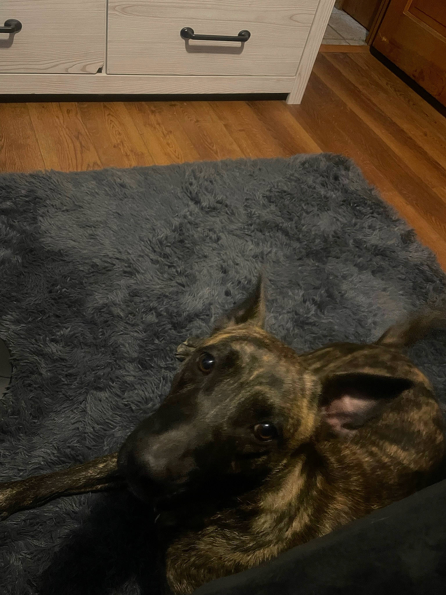 Rajah joined the competition — help win amazing prizes! carnivore, companion_dog, dog, dog_breed, door_mat, fawn, floor, flooring, fur, grey, hardwood, plank, snout, sporting_group, tail, terrestrial_animal, wood, wood_flooring, wood_stain, working_animal