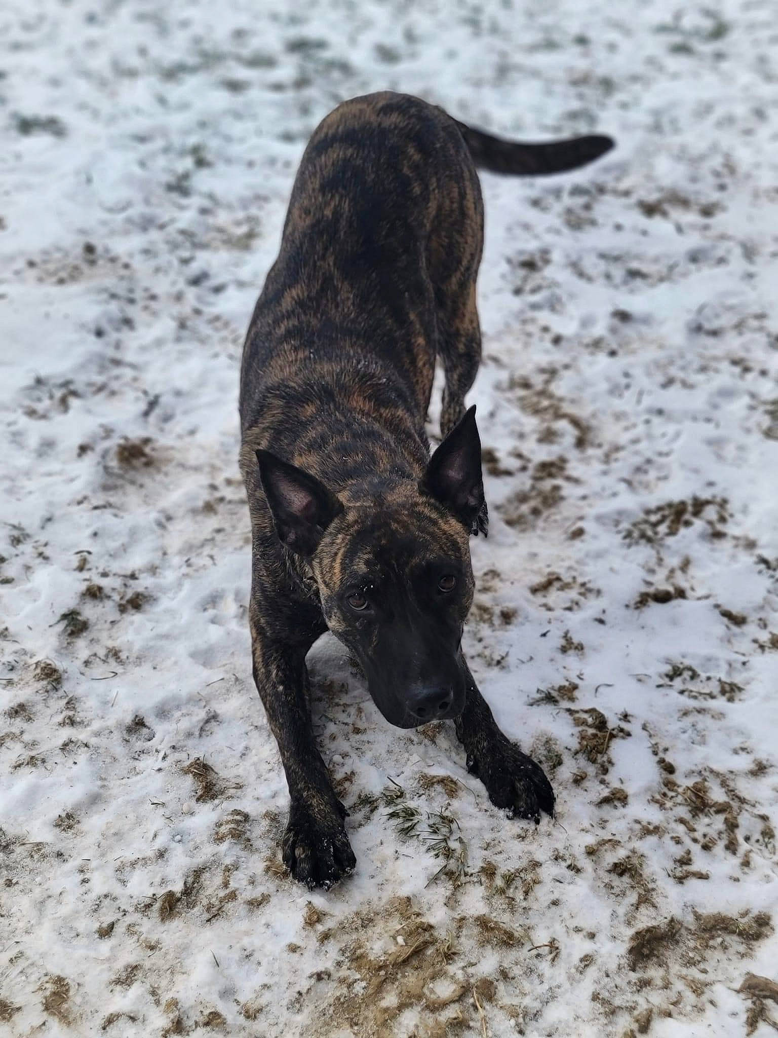 Rajah is registered to the contest to win money with this photo: borador, carnivore, dog, dog_breed, fawn, fur, guard_dog, gun_dog, hunting_dog, liver, non_sporting_group, snow, sporting_group, tail, terrestrial_animal, treeing_tennessee_brindle, winter, working_animal
