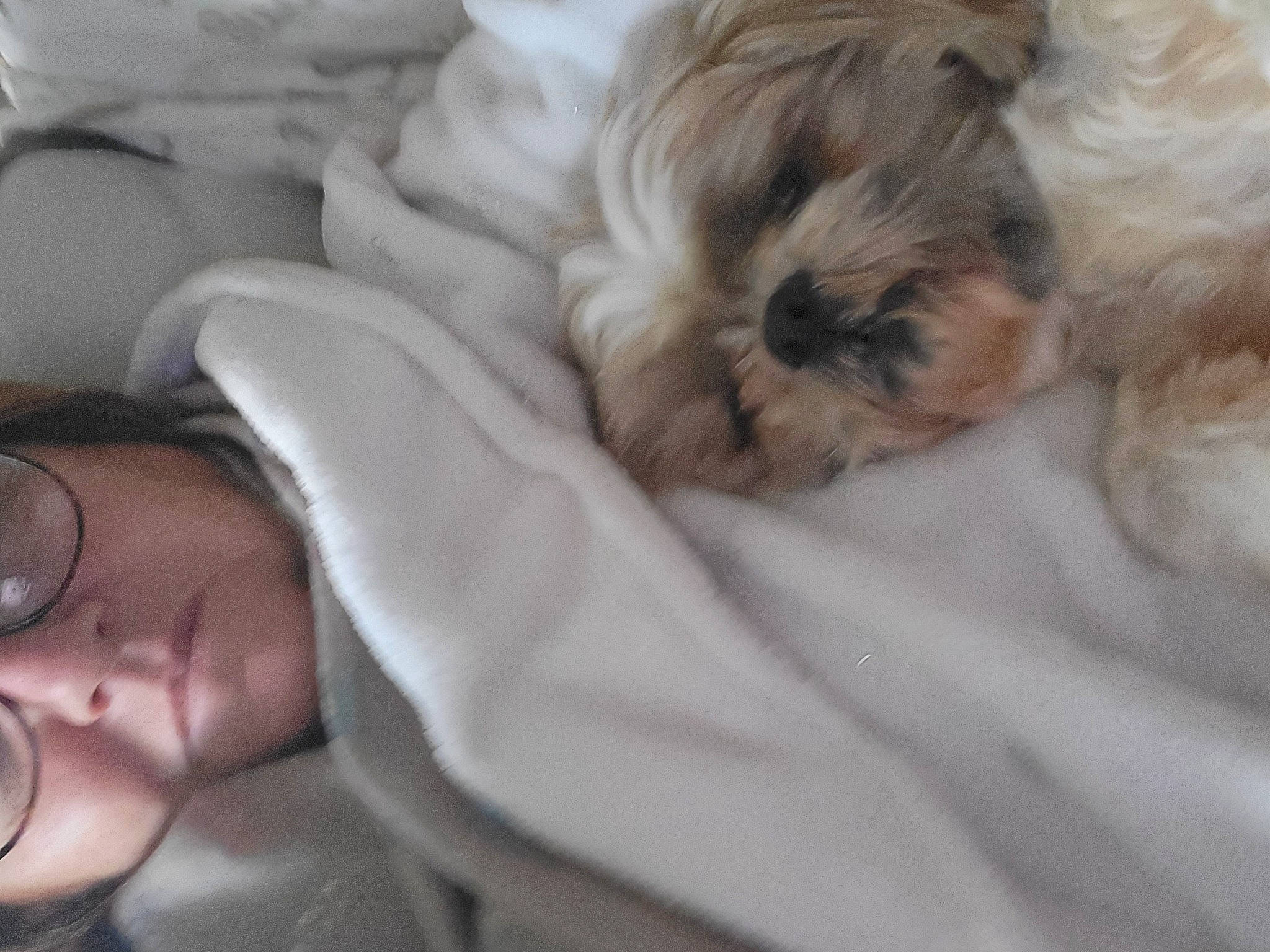 Indi a rejoint le concours — aidez-le/la à gagner de superbes lots ! baby, carnivore, comfort, companion_dog, dog, dog_breed, eyelash, eyewear, fur, gesture, glasses, linens, nap, shih_tzu, sleep, small_terrier, terrier, toy_dog, vertebrate, vision_care