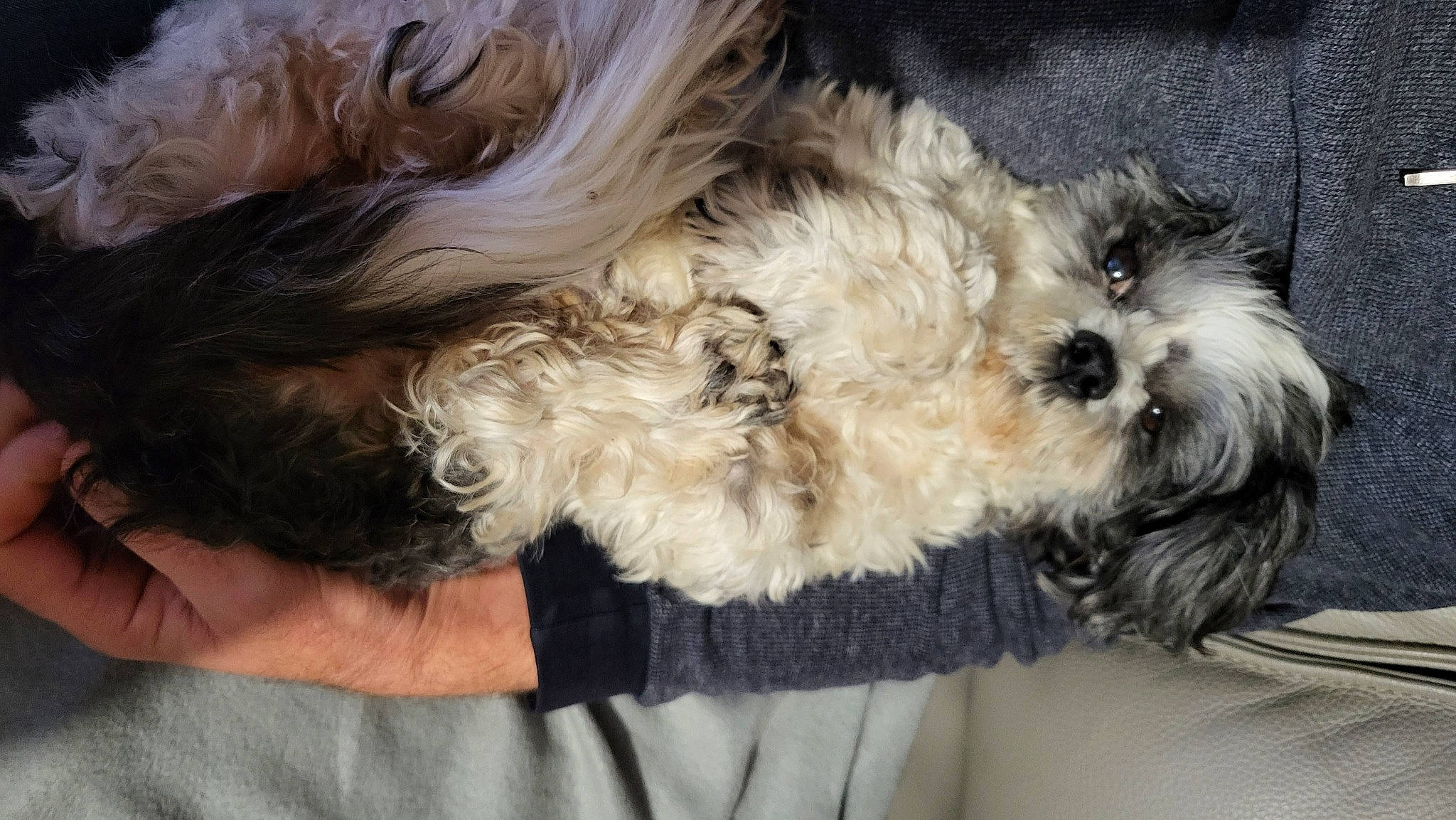 Isis participe au concours pour gagner de l'argent avec cette photo : canidae, carnivore, cockapoo, companion_dog, dog, dog_breed, fur, labradoodle, liver, maltepoo, poodle_crossbreed, puppy_love, shih_poo, small_terrier, snout, sporting_group, terrier, toy_dog, working_animal, yorkipoo