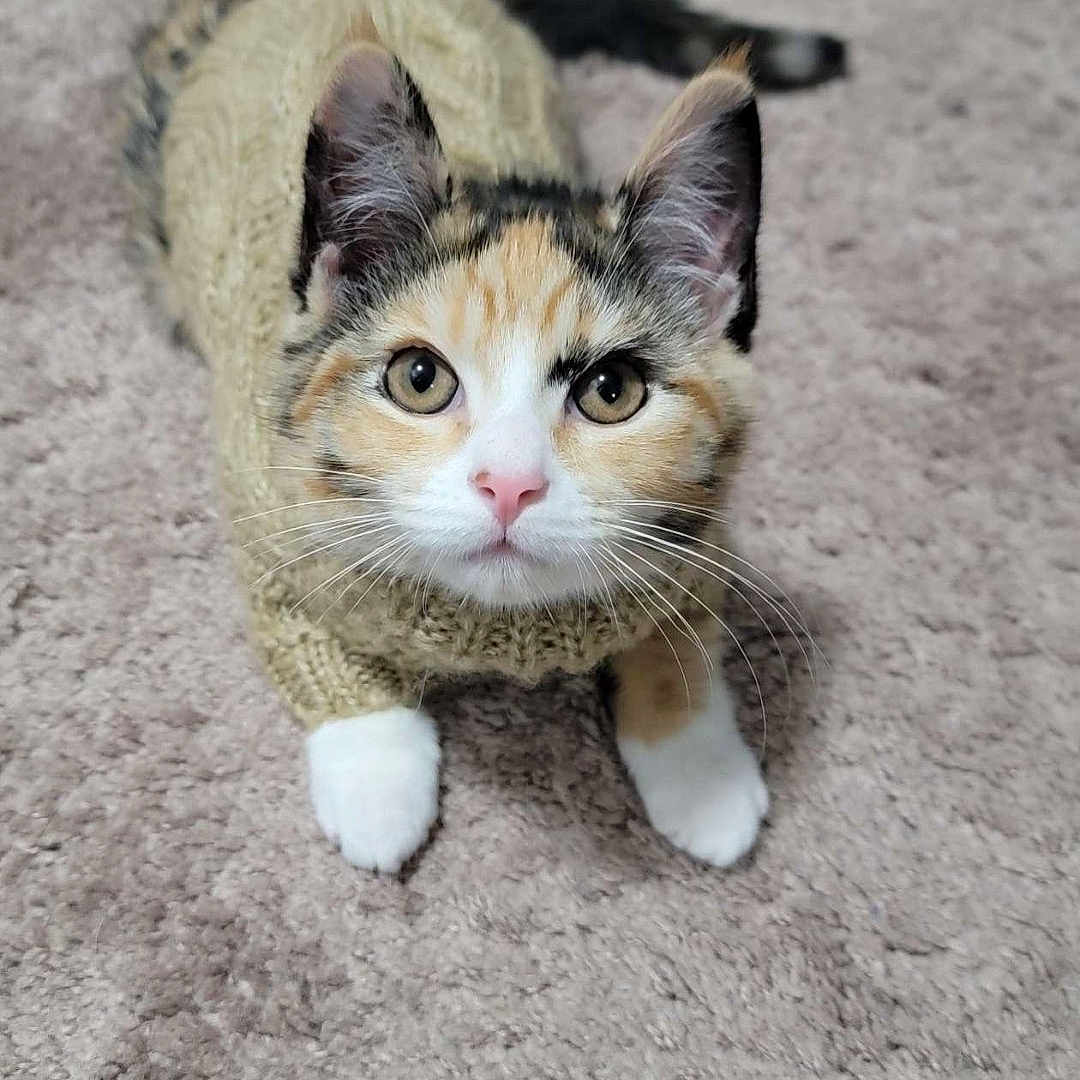 Pixie joined the competition — help win amazing prizes! animal, calico, carpet, cat, cozy, curious, cute, domestic, ears, fur, indoor, kitten, knitted, mammal, paws, pet, playful, sweater, whiskers, young