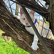 Zizou a rejoint le concours — aidez-le/la à gagner de superbes lots ! cat, animal, tree, branch, outdoor, greenery, blue_sky, grass, pet, feline, nature, whiskers, paw, harness, curious, closeup, daylight, mammal, wildlife, one_eye_visible