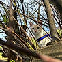cat, blue_eyes, harness, branches, tree, outdoor, nature, curious, animal, pet, wild, green_grass, sky, daylight, close_up, feline, whiskers, ears, mammal, adventure