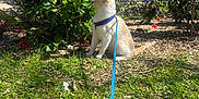 Zizou a rejoint le concours — aidez-le/la à gagner de superbes lots ! cat, leash, harness, grass, flowers, bush, garden, sunlight, outdoor, greenery, tree, daisies, pet, nature, plant, shrub, daylight, animal, curious, park