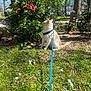 cat, leash, harness, grass, flowers, bush, garden, sunlight, outdoor, greenery, tree, daisies, pet, nature, plant, shrub, daylight, animal, curious, park