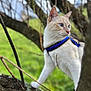 cat, animal, outdoor, tree, harness, blue_eyes, nature, pet, curious, whiskers, feline, mammal, branch, greenery, closeup, exploring, daylight, soft_focus, fur, adventure