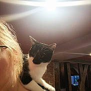 Nala participe au concours pour gagner de l'argent avec cette photo : animal, black_and_white_cat, black_shirt, brick_wall, cat, ceiling_light, close_up, curious, furniture, glasses, hair, head, home, indoor, light, person, pet, shoulder, television, wooden_beams