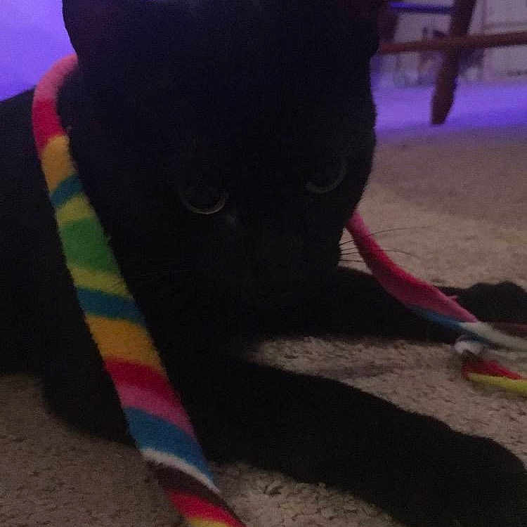 Loki