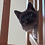 cat, curious, wooden_stairs, peeking, blue_eyes, indoor, pet, feline, whiskers, ears, animal, face, closeup, home, railing, cute, kitten, looking, vertical, stairs