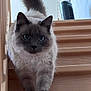 cat, blue_eyes, fluffy, stairs, wooden_staircase, indoor, pet, animal, feline, walking, tail_up, fur, close_up, domestic_cat, cute, curious, soft_light, house, home, portrait
