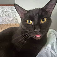 Blackie is registered to the contest to win money with this photo: animal, black_cat, cat, close_up, curious, cute, domestic_cat, ears, face, feline, fur, household, indoor, lying_down, pet, portrait, resting, tongue_out, whiskers, yellow_eyes