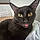 Blackie