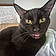 Blackie