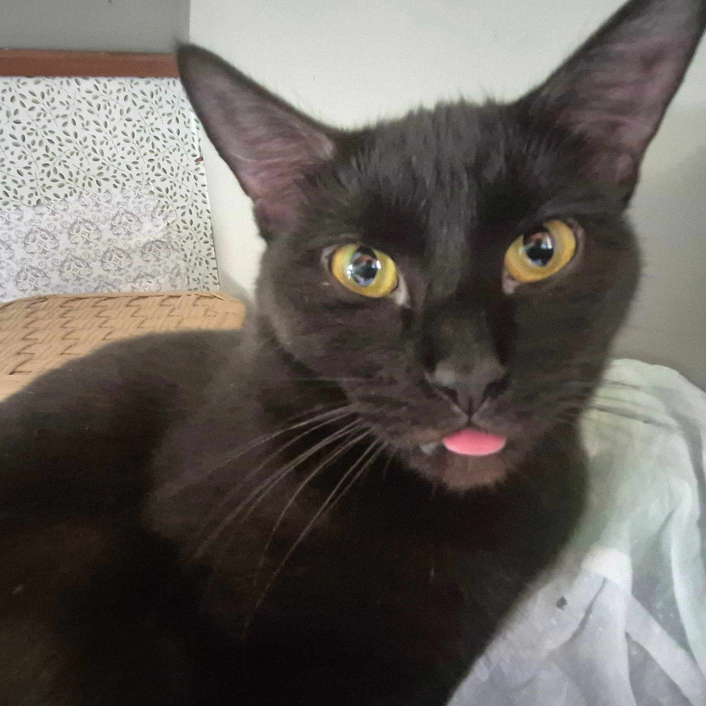 Blackie