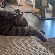 Buzz a rejoint le concours — aidez-le/la à gagner de superbes lots ! animal, cat, cat_tree, cozy, curtains, feline, floor_tiles, fur, home, indoors, paw, pet, relaxing, resting, rug, sleeping, sunlight, tabby_cat, texture, window