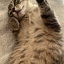 Buzz a rejoint le concours — aidez-le/la à gagner de superbes lots ! animal, blanket, cat, closeup, comfort, cozy, cute, feline, fluffy, fur, indoor, lazy, paw, pet, relaxed, resting, sleepy, soft, tabby, whiskers