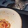 Buzz a rejoint le concours — aidez-le/la à gagner de superbes lots ! animal, cat, closeup, curious, dinner, eyes, face, food, fork, fur, indoor, kitchen, leftover, meal, night, pasta, pet, plate, table, whiskers