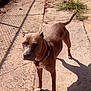 dog, canine, pet, animal, outdoor, sunlight, shadow, concrete, sidewalk, fence, grass, collar, brown, white_paw, standing, alert, daytime, nature, domestic_animal, leash