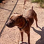 dog, brown_dog, outdoor, concrete, shadow, sunlight, fence, grass, pet, collar, standing, alert, pavement, daylight, animal, canine, ears, tail, side_view, quiet