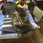 Sly is registered to the contest to win money with this photo: cat, tabby, feline, table, bag, blue_tablecloth, kitchen, chair, floor, food_items, fruit, plastic_container, indoor, pet, fur, eyes, paws, domestic, animal, resting