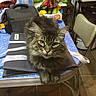 cat, tabby, feline, table, bag, blue_tablecloth, kitchen, chair, floor, food_items, fruit, plastic_container, indoor, pet, fur, eyes, paws, domestic, animal, resting