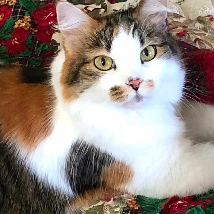 Malia Lyn joined the competition — help win amazing prizes! abyssinian, angora, animal, cat, couch, egyptiancat, furniture, kitten, manx, pet, snout